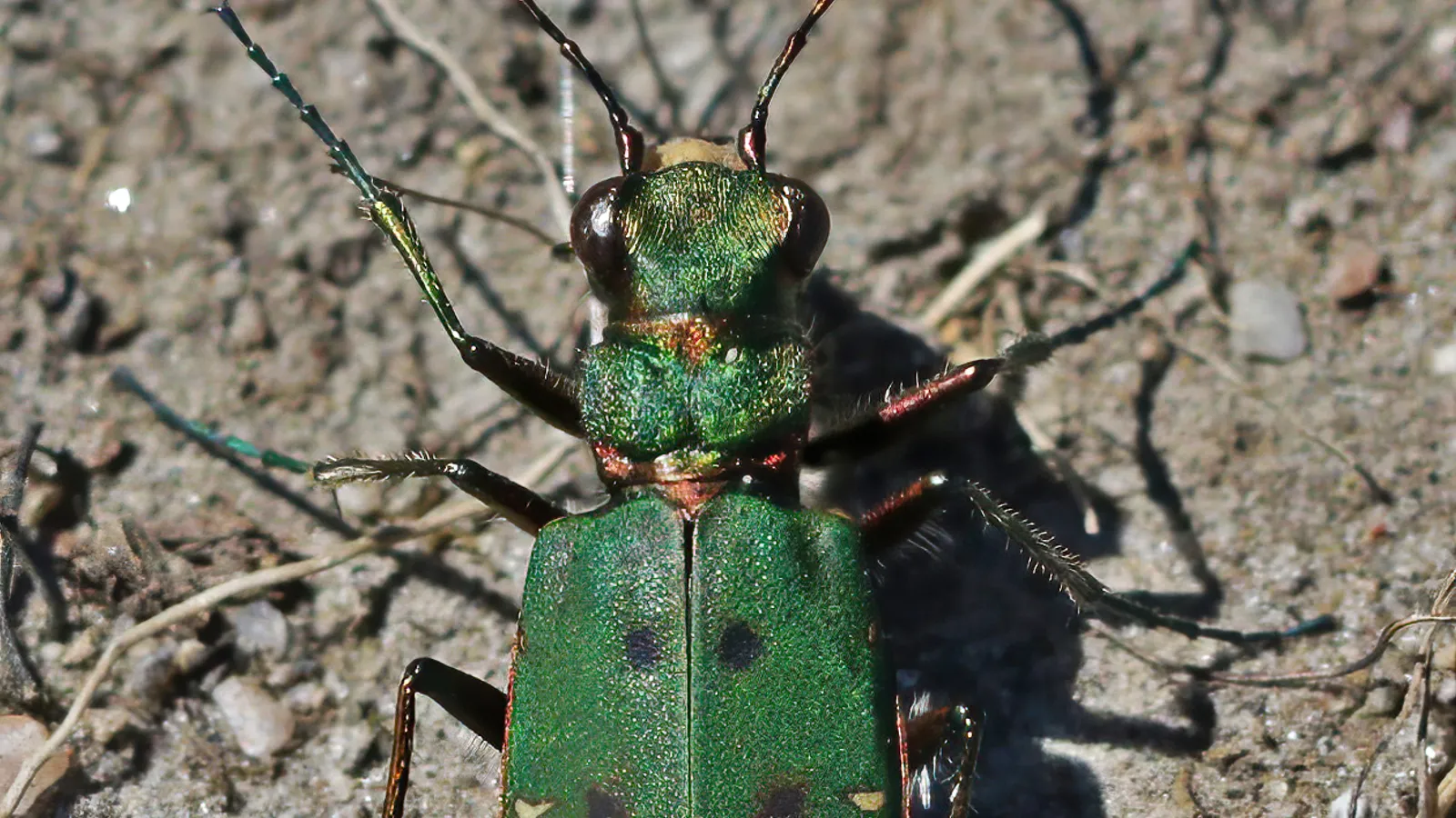 Cicindela campestre (Cicindela campestris)