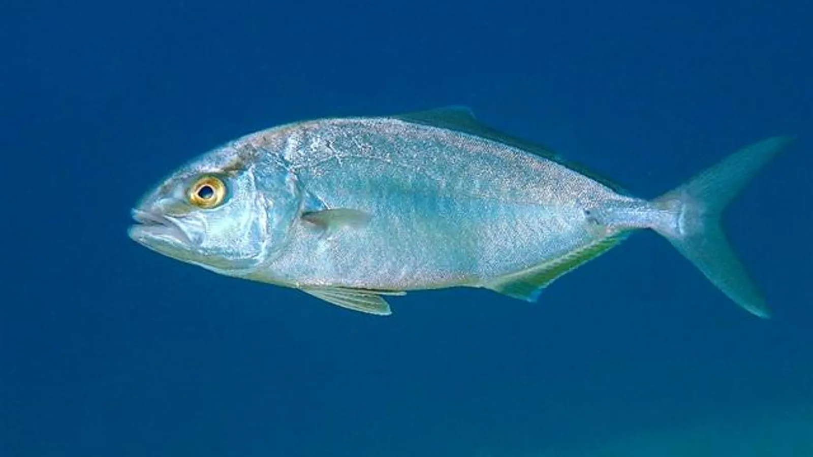 Ricciola (Seriola dumerili)