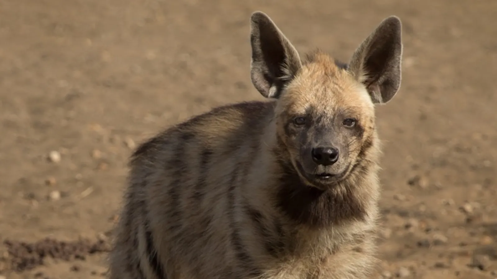 Striped hyena (Hyaena hyaena)