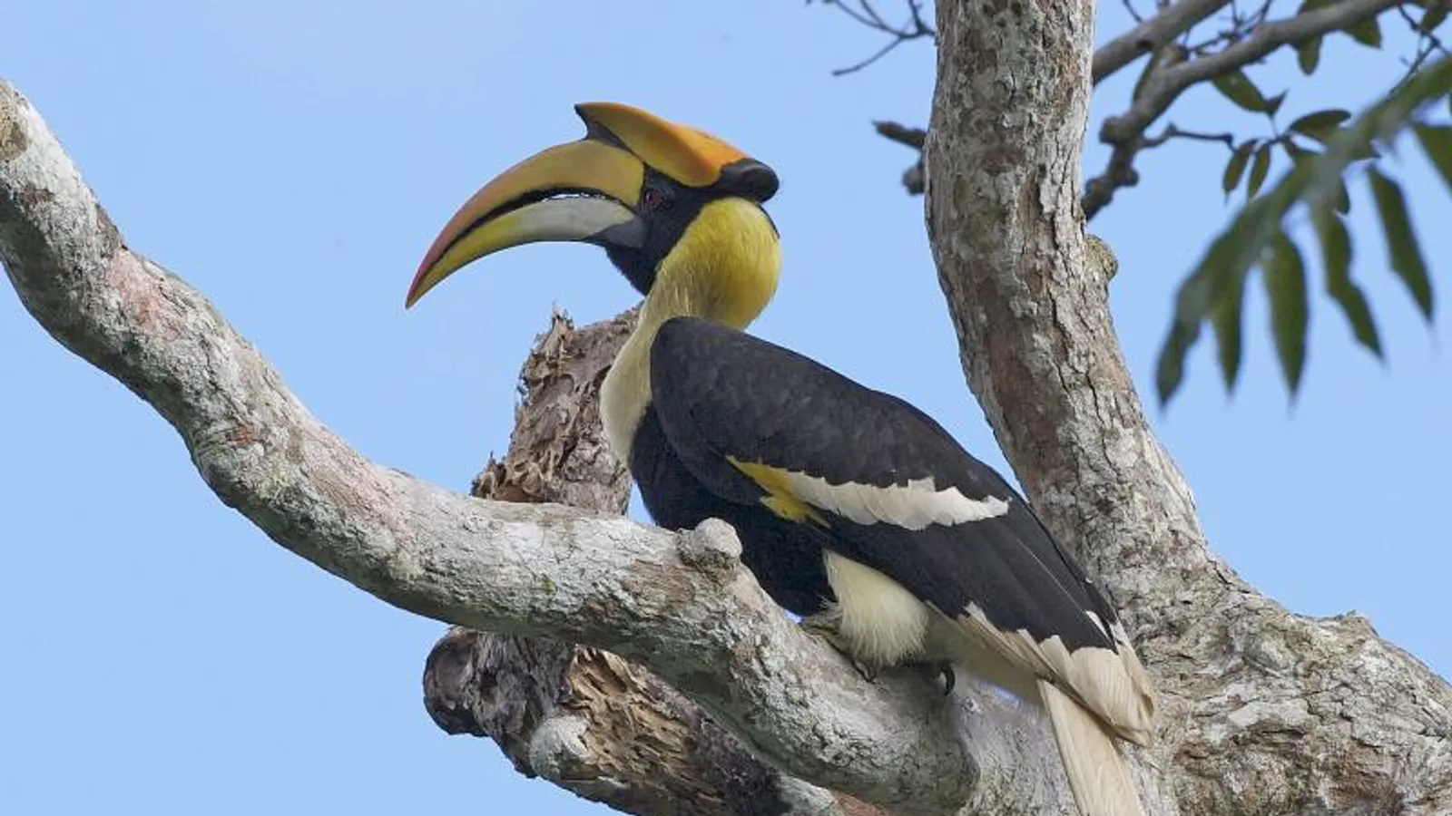Bucero bicorne (Buceros bicornis)