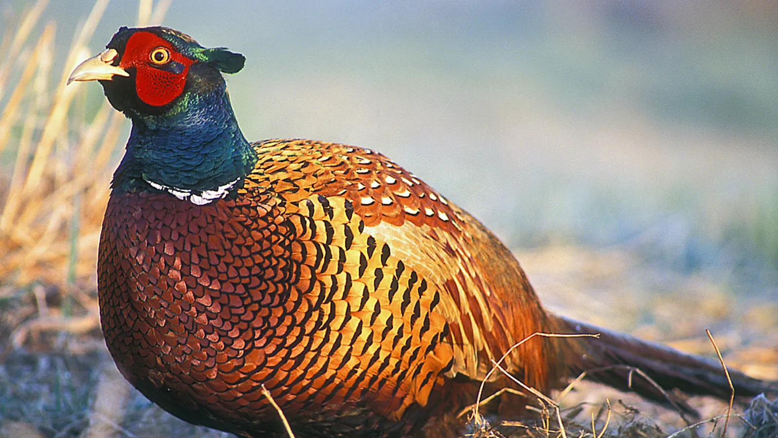 Fagiano comune (Phasianus colchicus)