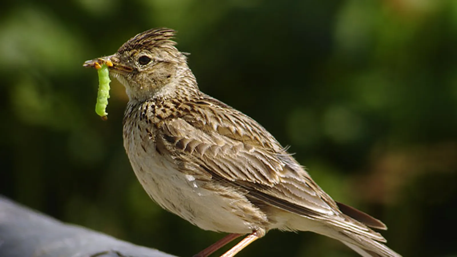Allodola (Alauda arvensis)