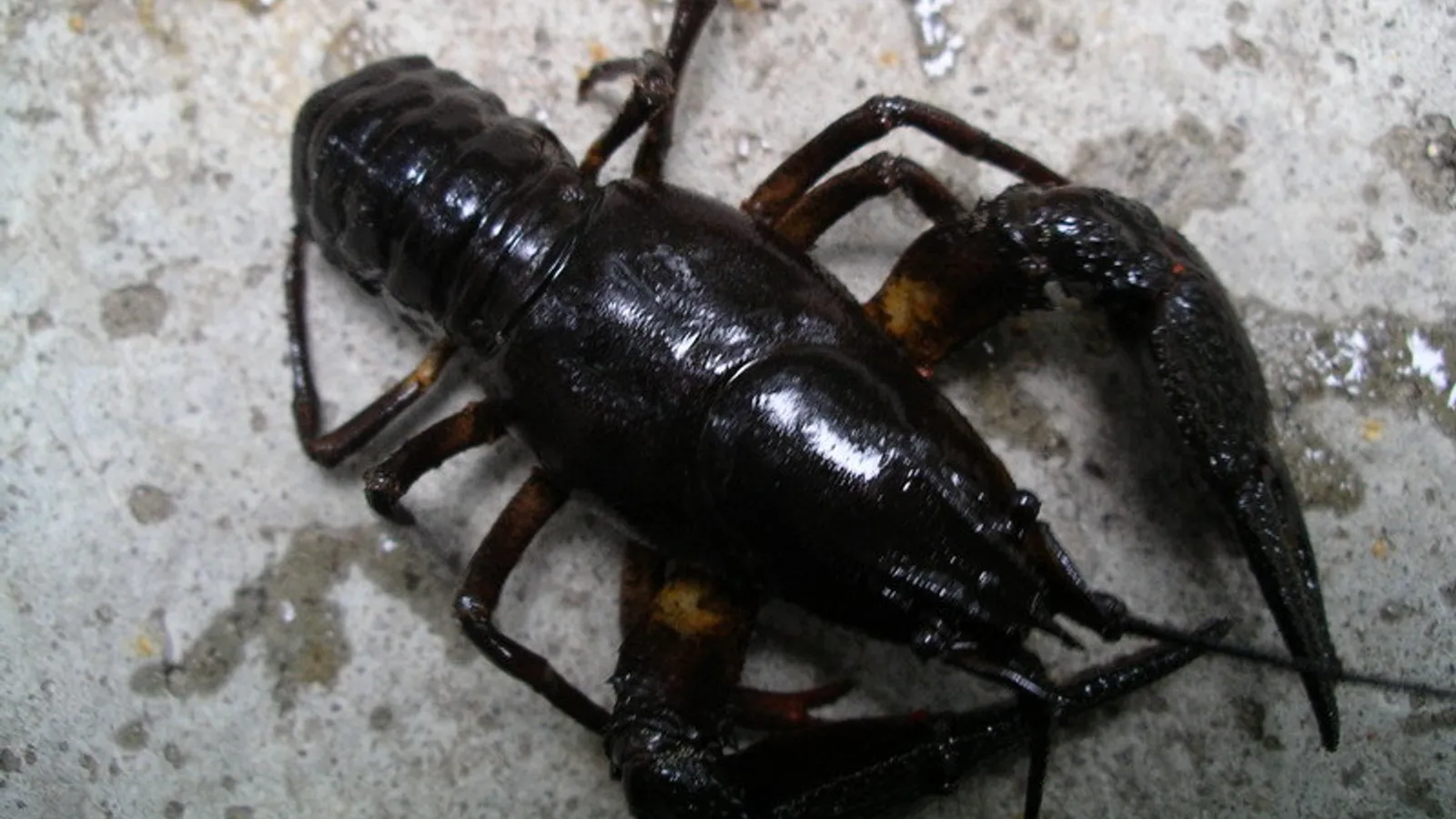 Gambero di fiume europeo (Astacus astacus)