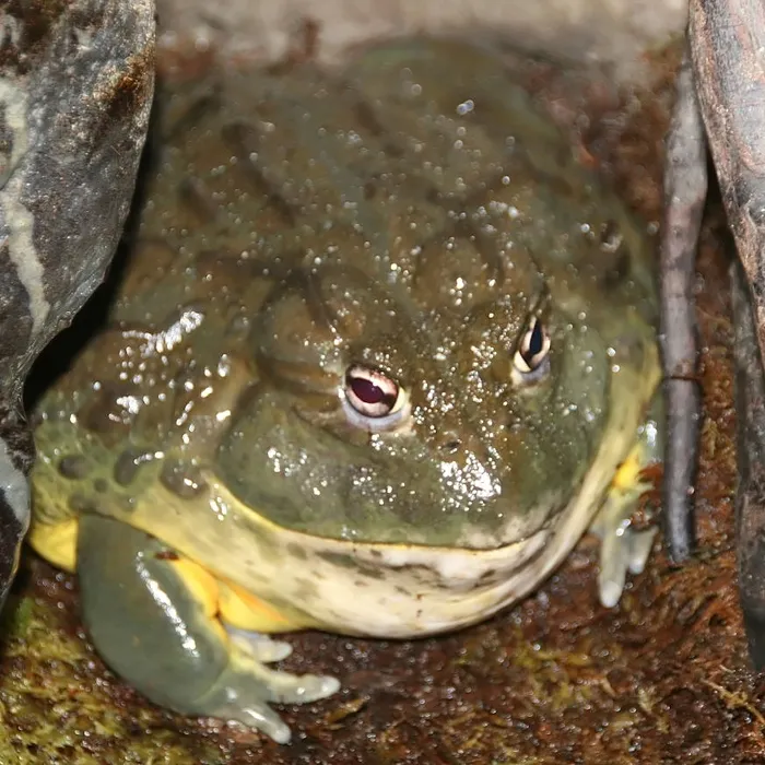 Rana toro africana (Pyxicephalus adspersus)