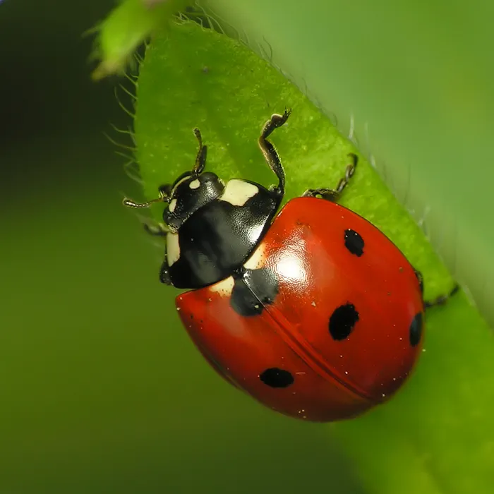 Coccinella comune (Coccinella septempunctata)
