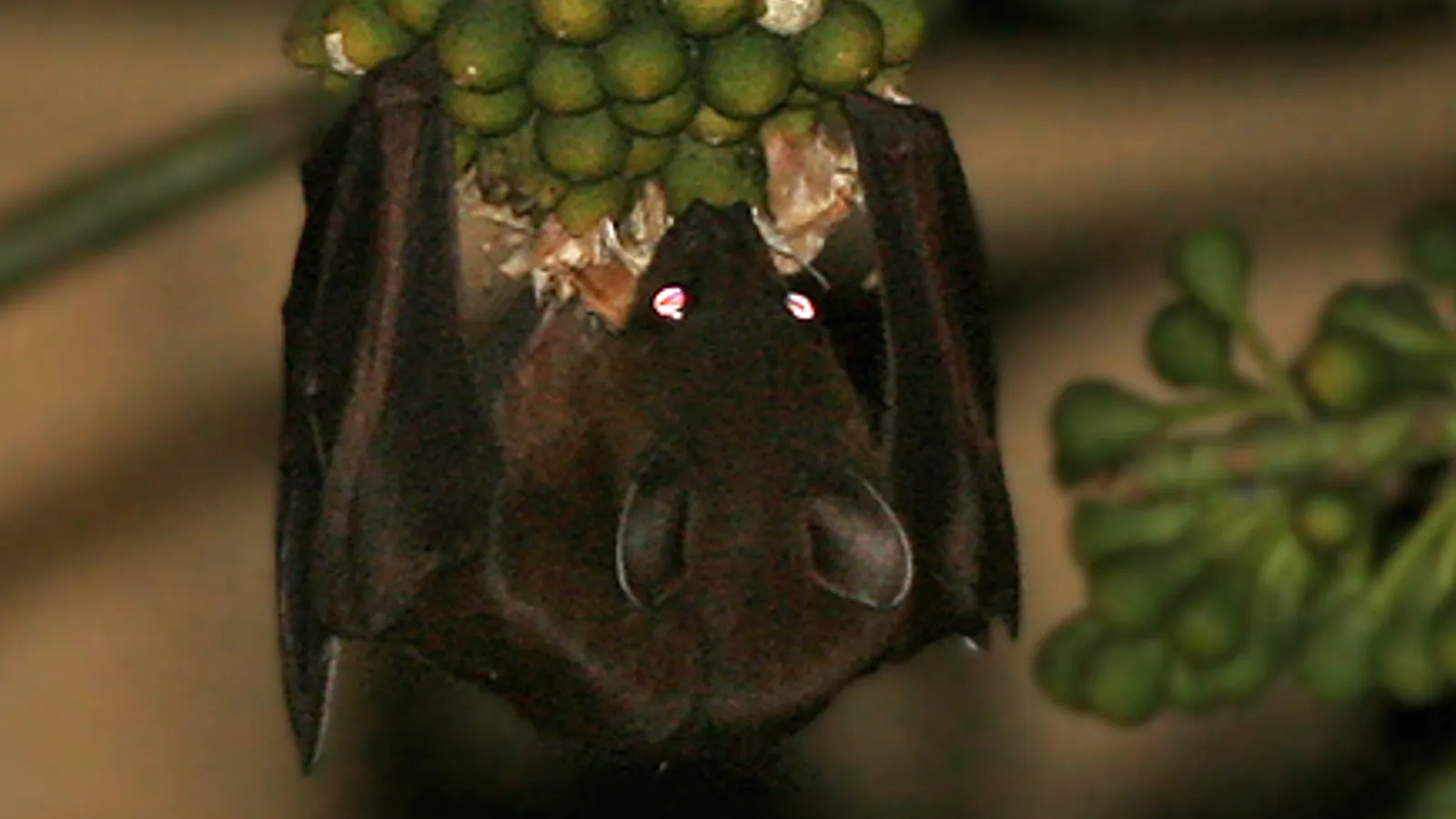 Pipistrello della frutta indiano (Cynopterus sphinx)