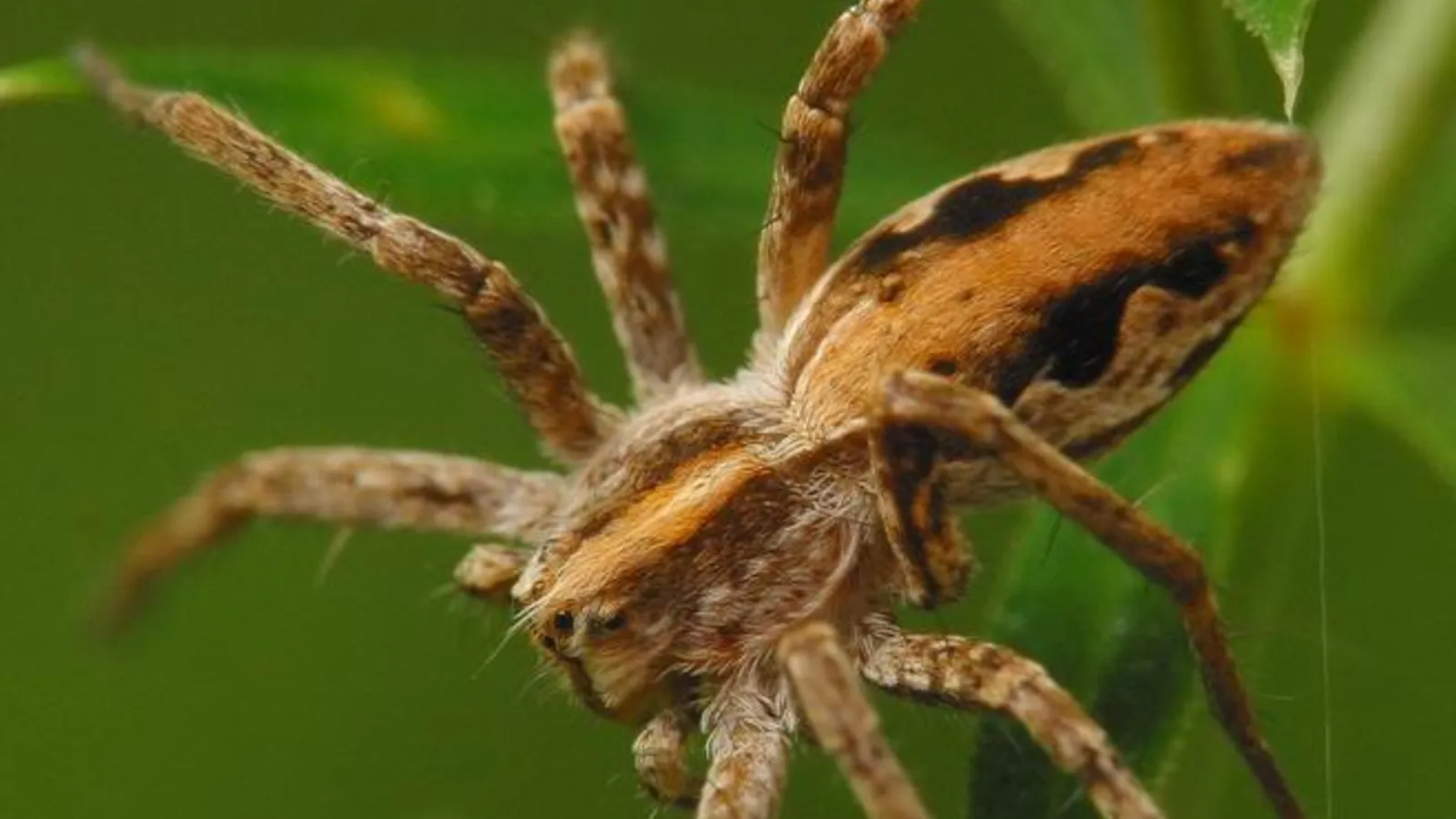 Ragno pisaura (Pisaura mirabilis)