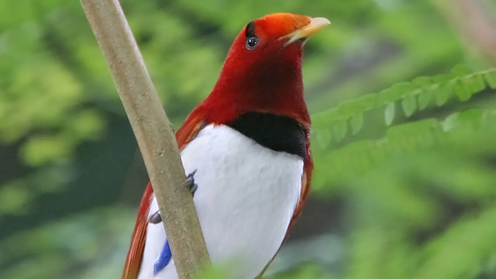 Paradisea reale (Cicinnurus regius)