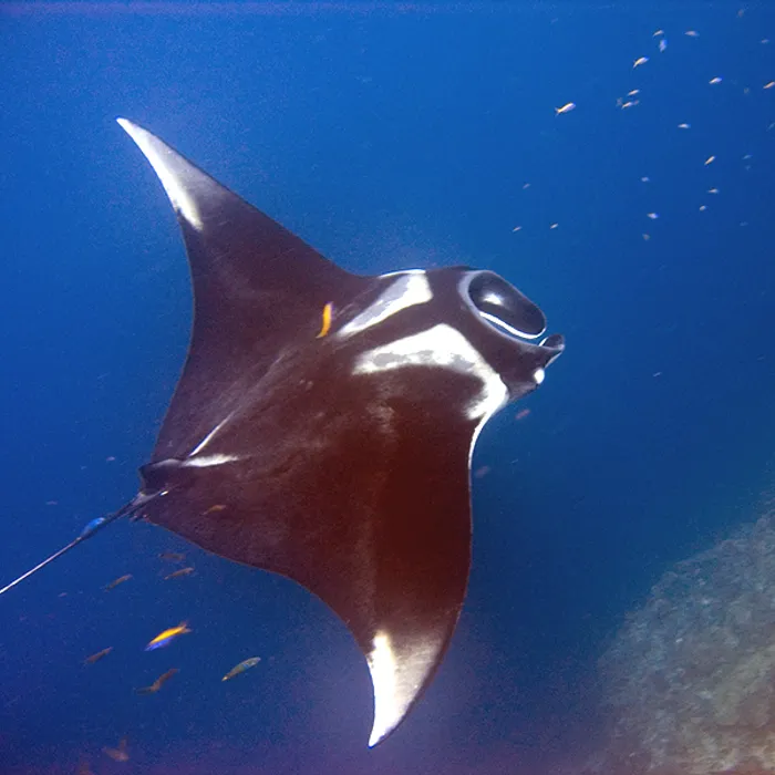 Manta gigante (Mobula birostris)