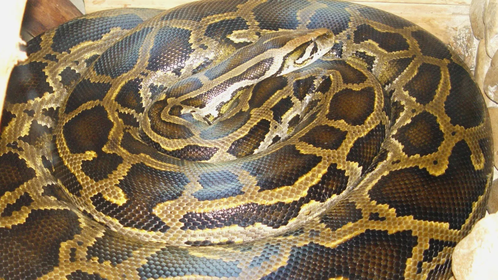 Burmese python (Python bivittatus)