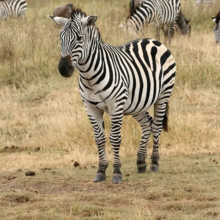 Zebra di pianura (Equus quagga)