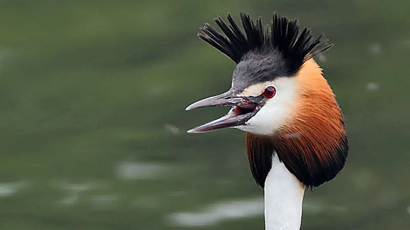 Svasso maggiore (Podiceps cristatus)
