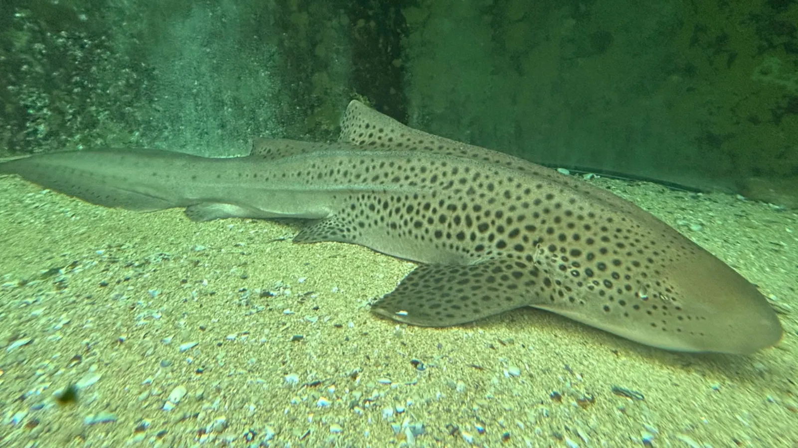 Squalo zebra (Stegostoma tigrinum)