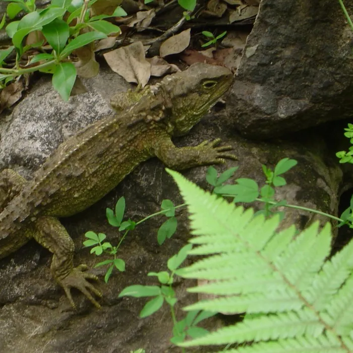 Tuatara (Sphenodon punctatus)