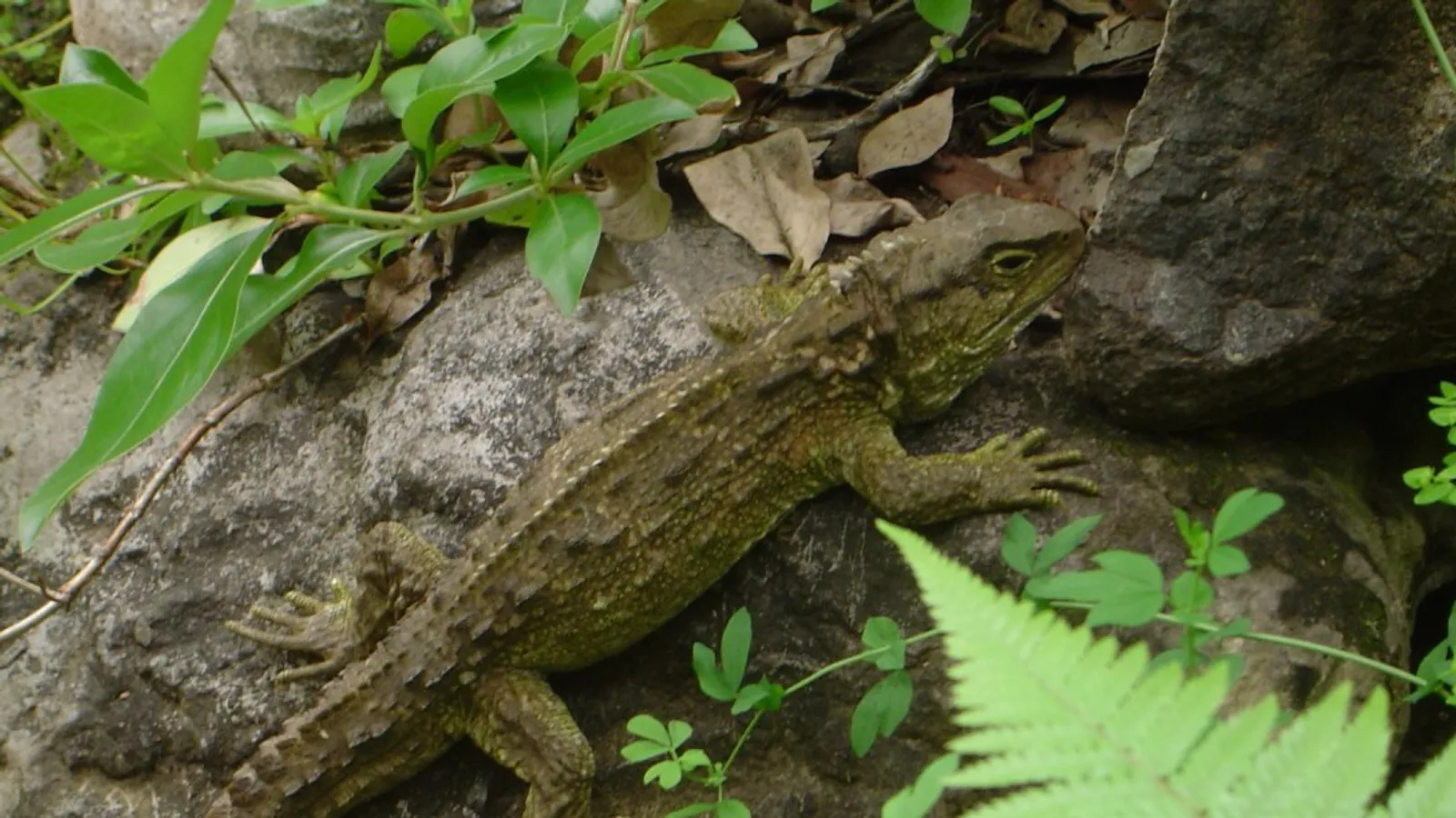 Tuatara (Sphenodon punctatus)