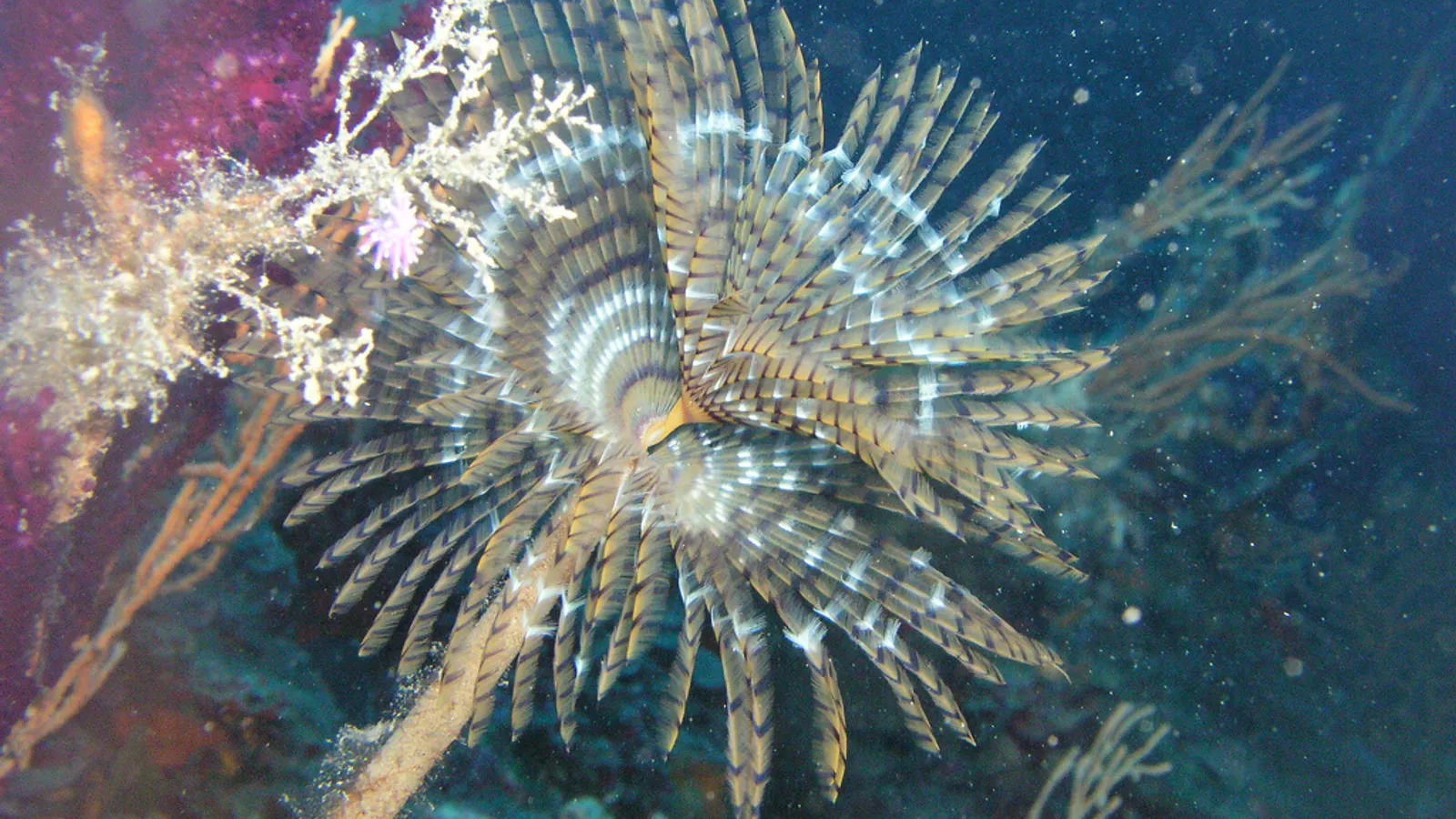 Spirografo (Sabella spallanzanii)