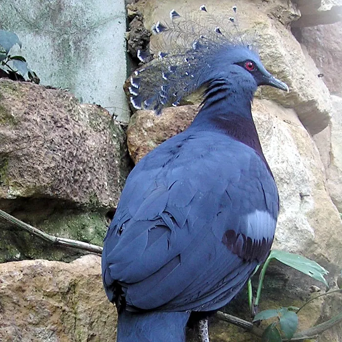Colomba coronata di Victoria (Goura victoria)