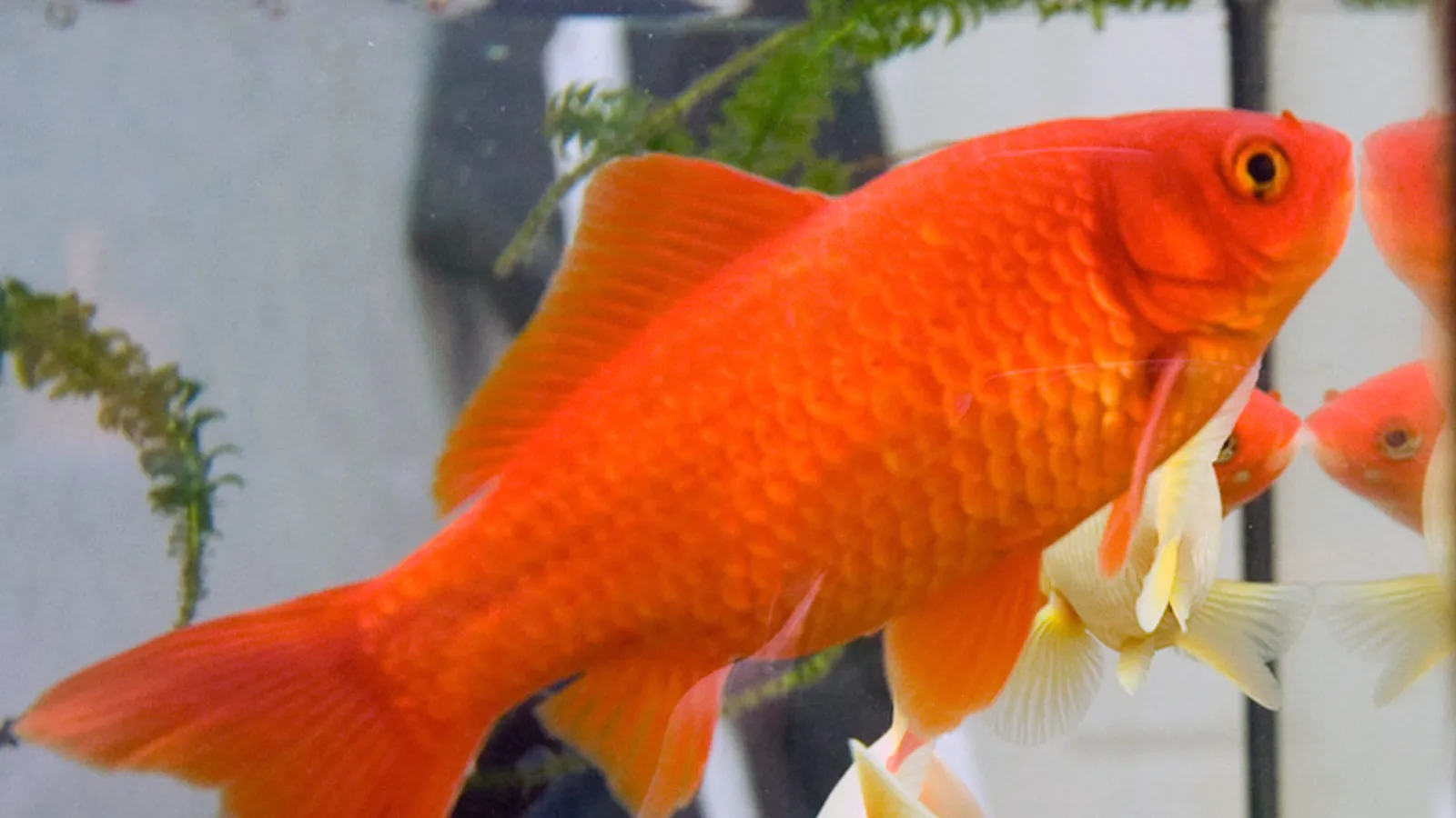 Pesce rosso (Carassius auratus)