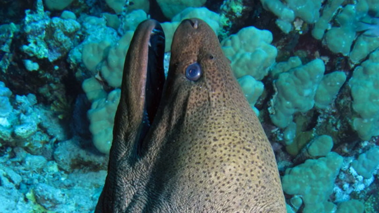Murena gigante (Gymnothorax javanicus)