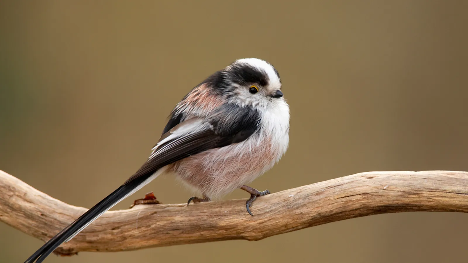 Codibugnolo (Aegithalos caudatus)