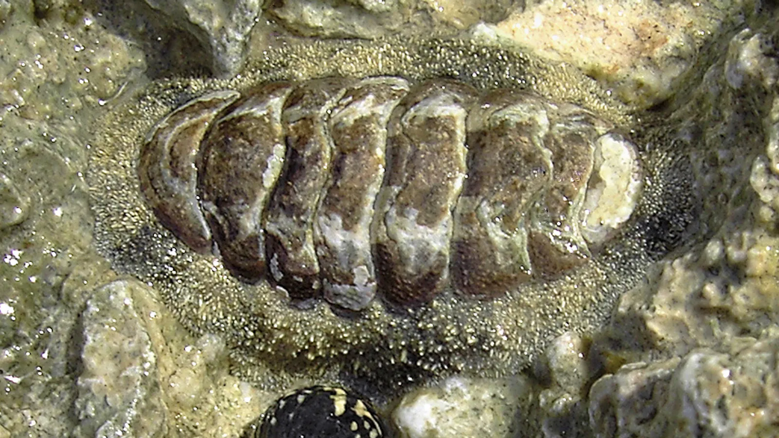 Chitone (Acanthopleura granulata)