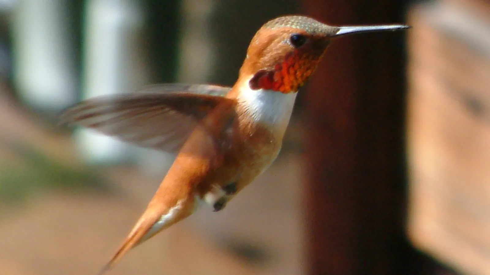 Colibrì rossiccio (Selasphorus rufus)