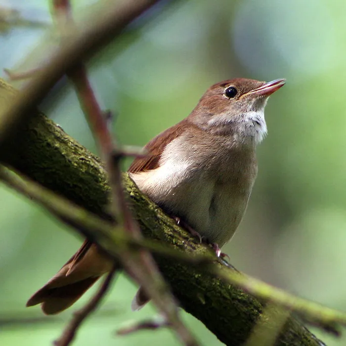 Common nightingale (Luscinia megarhynchos)