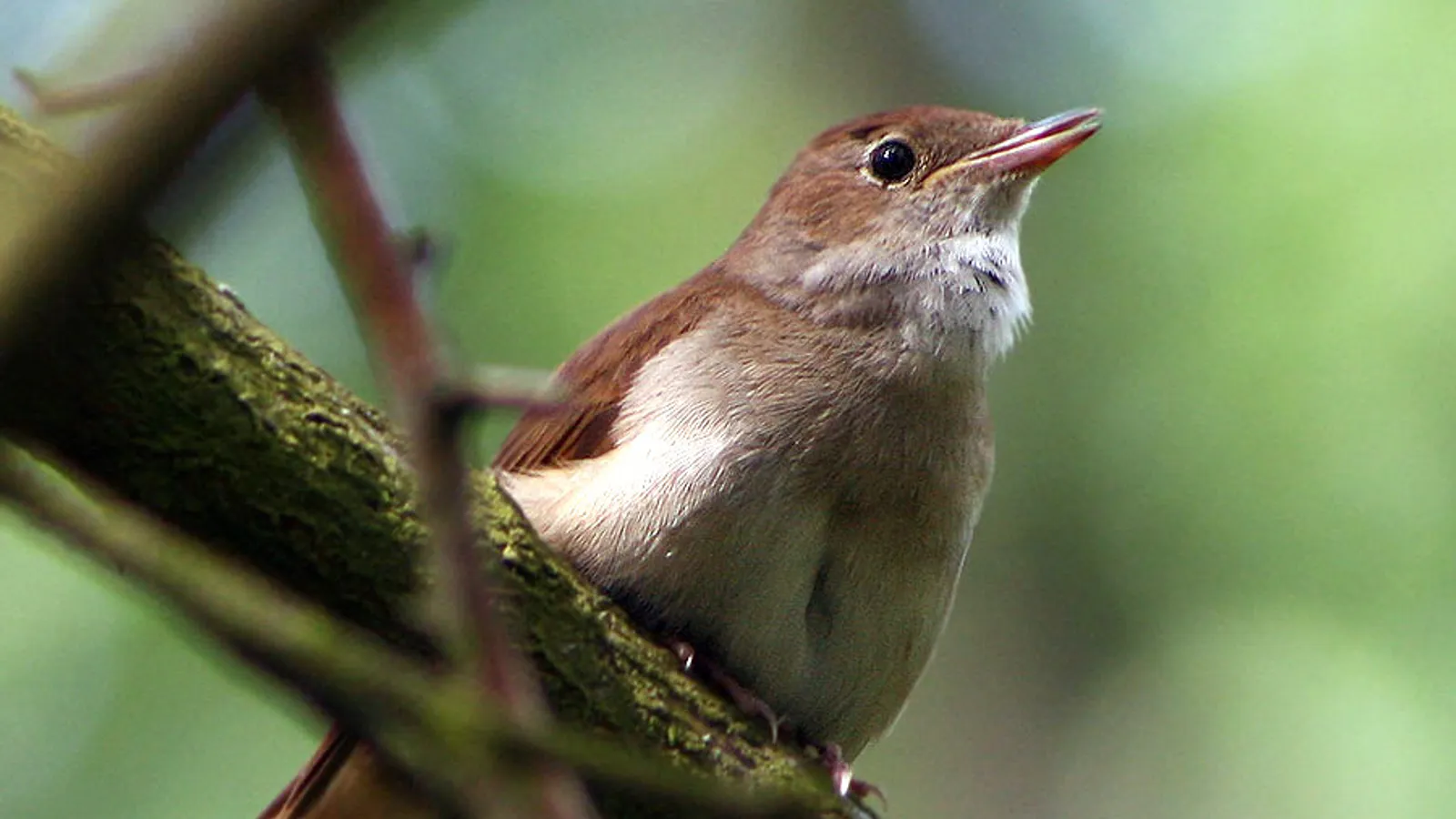 Common nightingale (Luscinia megarhynchos)