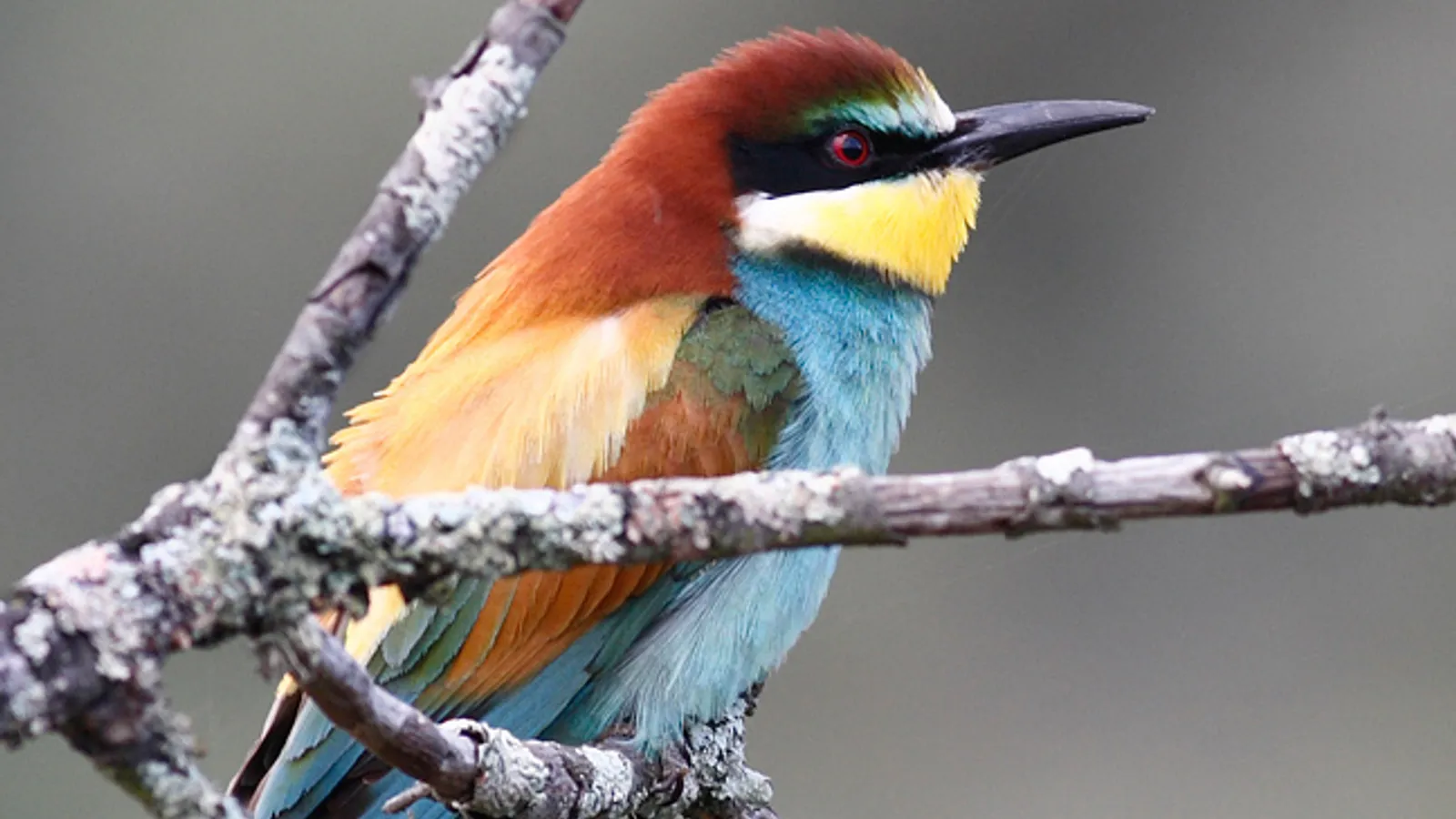 Gruccione (Merops apiaster)