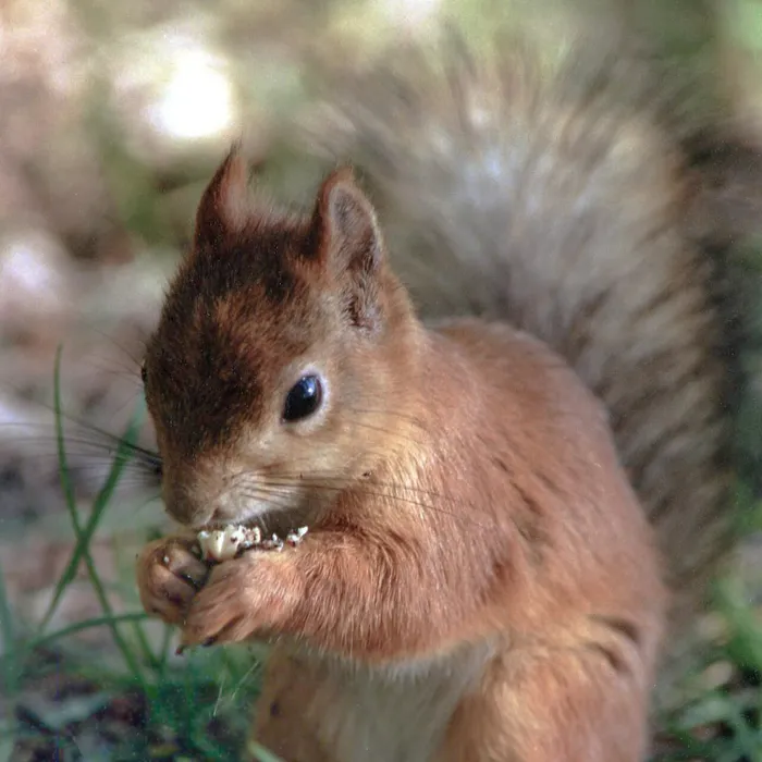 Scoiattolo rosso (Sciurus vulgaris)