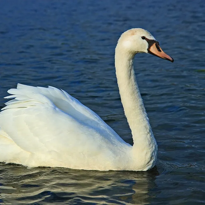 Cigno reale (Cygnus olor)